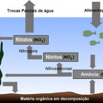 O ciclo do nitrogênio